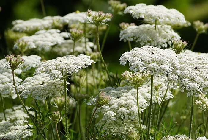 La Pause Florale La Pause Florale